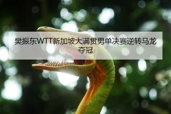 樊振东WTT新加坡大满贯男单决赛逆转马龙夺冠